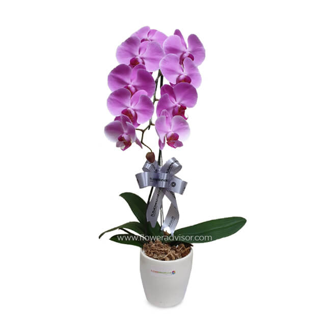 Single Purple Orchid Arrangement - Elegance Modesty - Get Well Soon