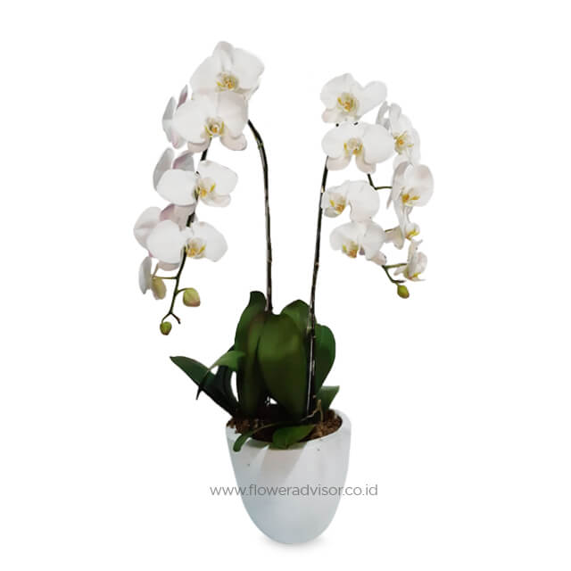 Double White Orchid Arrangement - Double Luck - Birthday