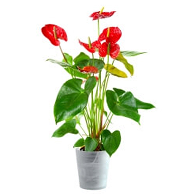 Reddish Anthurium - Mothers Day