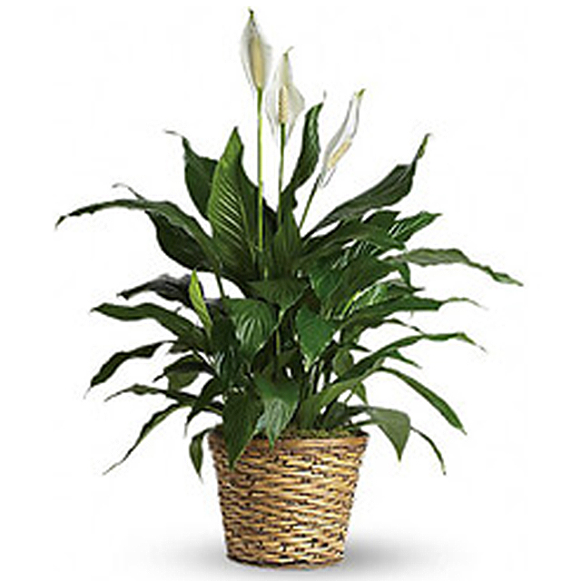 Elegant Spathiphyllum - Birthday