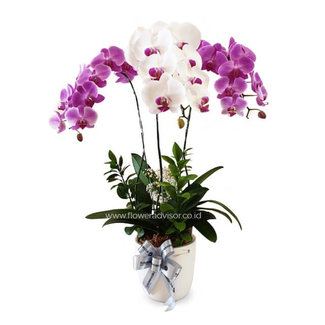 Premium Triple Orchid Arrangement - 3 Orchid Musketeers - Get Well Soon