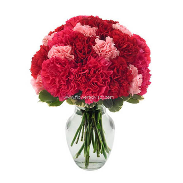 Very Berry Carnations - Mothers Day