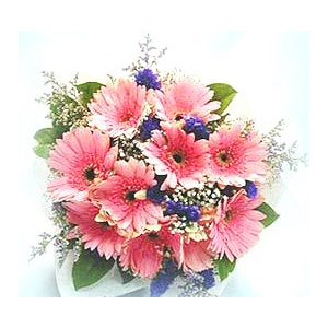 Pink Splashes - Gerbera