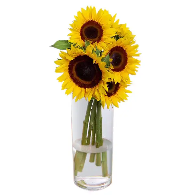 Sunflowers in a vase