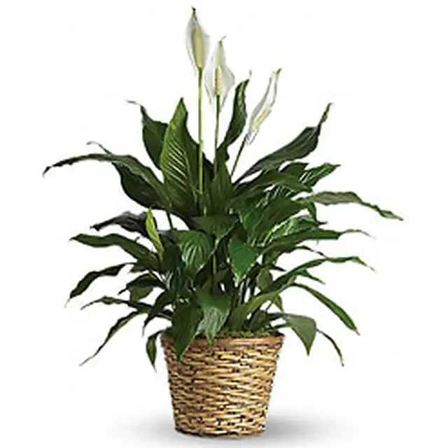 Elegant Spathiphyllum