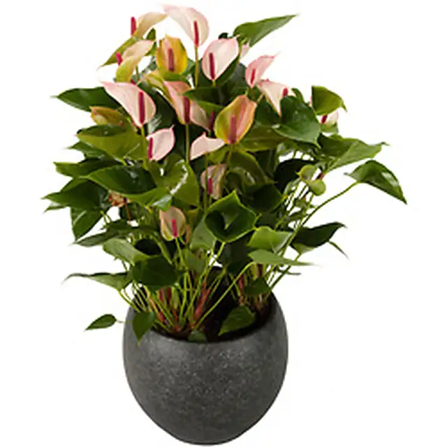 Potted Anthurium