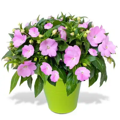 Impatiens in Pot