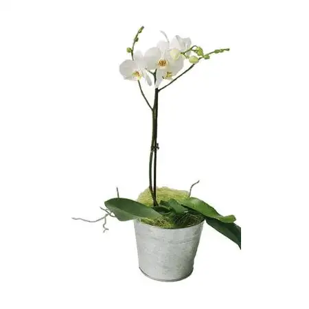 White Phalaenopsis